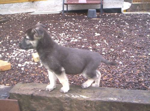 sandros leisha dog welpen
