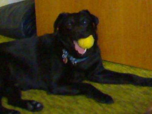 labrador und mischling jimmy