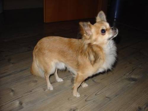 chihuahua langhaarig r�de name peanut