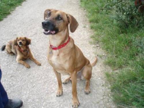 ridgebackmix