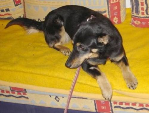 mischlingshund h�ndin ca jahr milli