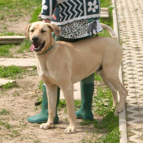 labrador mischling hassan temperamentvoll
