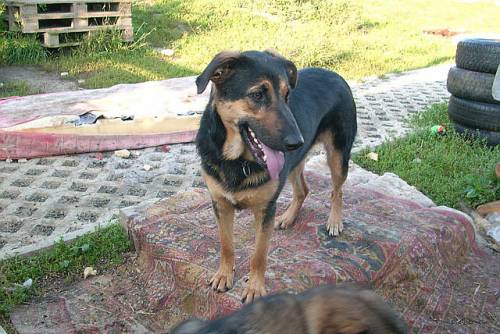 deutscher sch�ferhund mit jagdhundeinschlag benno