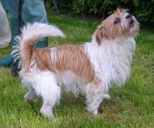 terrier mischling kasimir