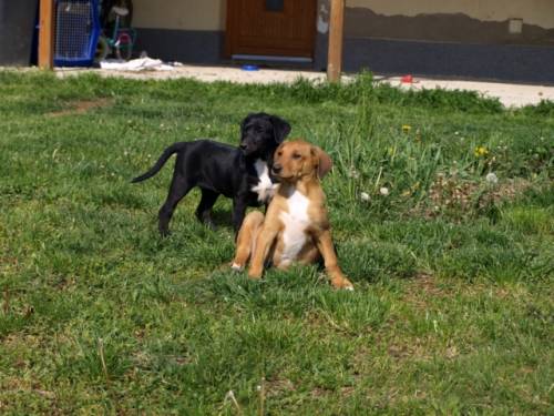 prinz und lisa kleinbleibende jagdhundmixe