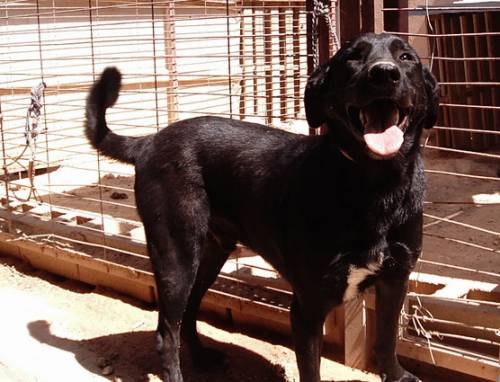 belgischer sch�ferhund mix simbad