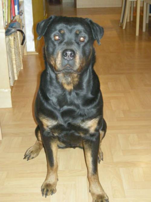 rottweiler h�ndin cassandra notfall