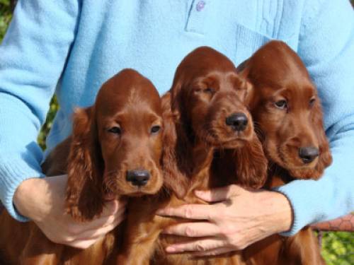 irish setter welpen