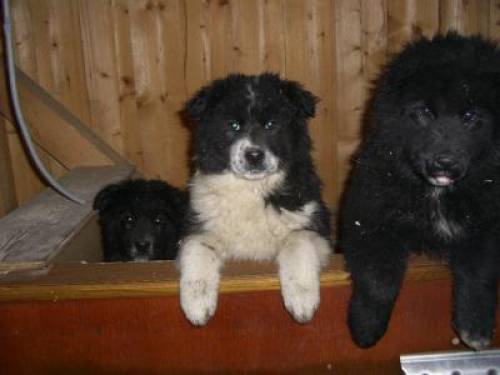 labrador und sibirische samojede welpen
