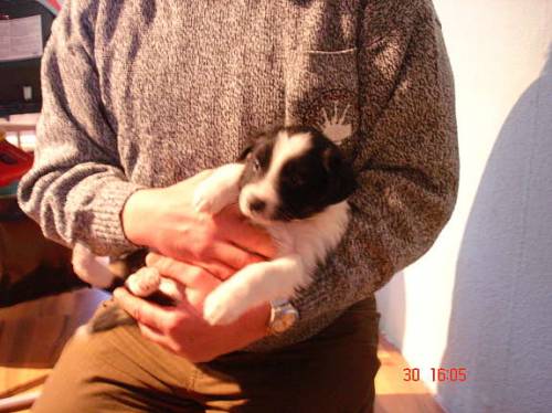 bordercollie welpen