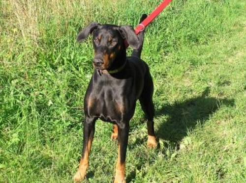 dobermann dalia