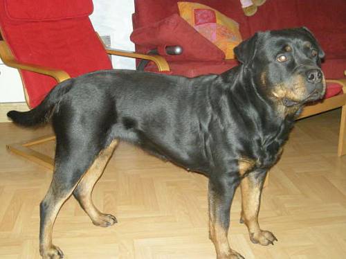junge rottweiler hndin