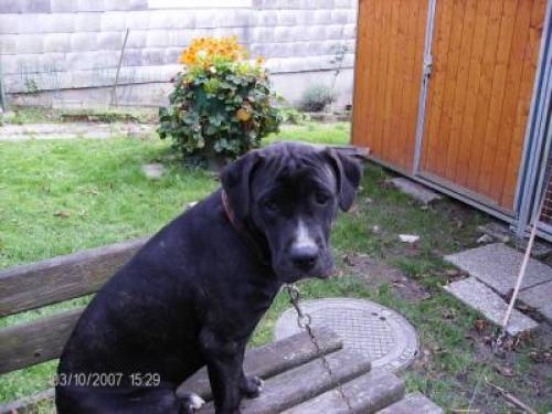 perro dogo mallorquin welpen