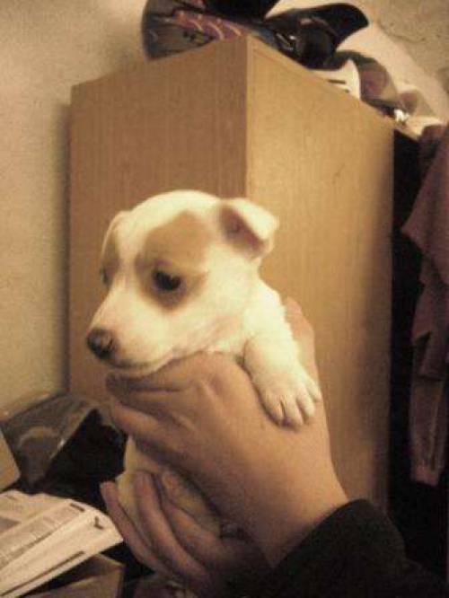 jack russel welpen