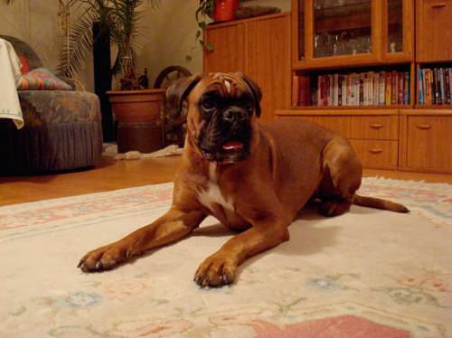 boxer h�ndin