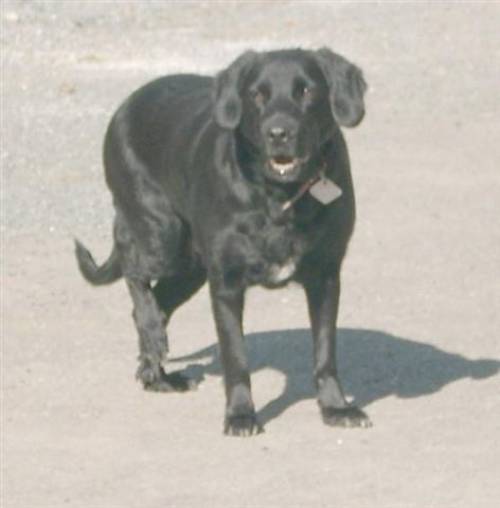 vicky labrador retriever mischling