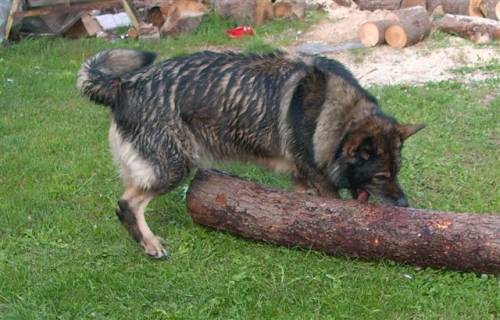 sch�ferhund mischling caesar