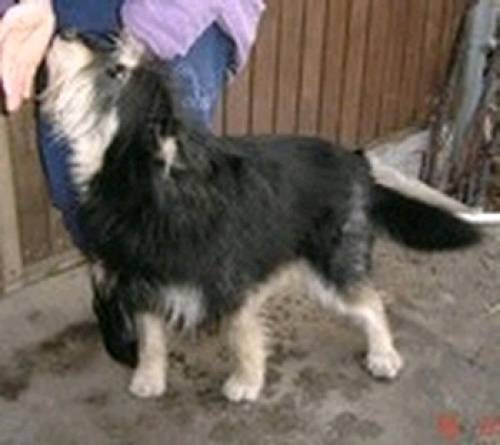 kuki hirtenhund schnauzer mischling r�de