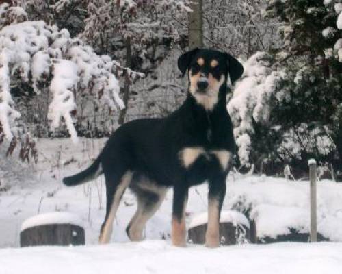 blanka schfer schnauzer mischling hndin