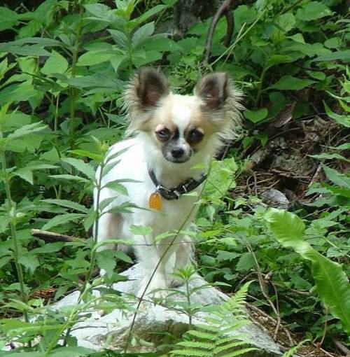 reinrassiger chihuahua rde hat noch freie termine