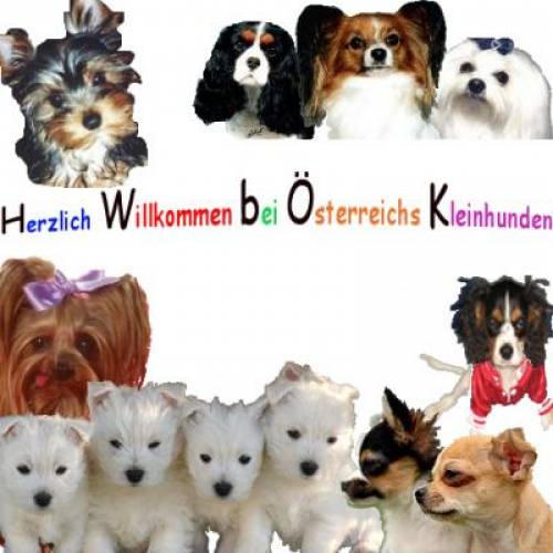 kleinhundewelt