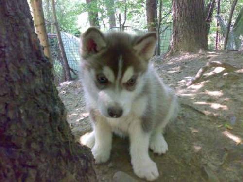 sibirischer husky welpen r�den und h�ndinnen