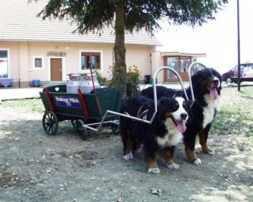 rund um den hund ausbildung beratung pflege