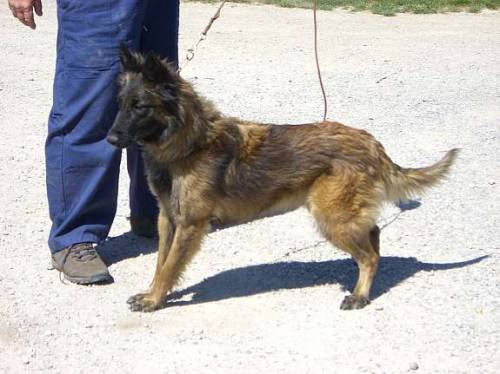 tervueren h�ndin