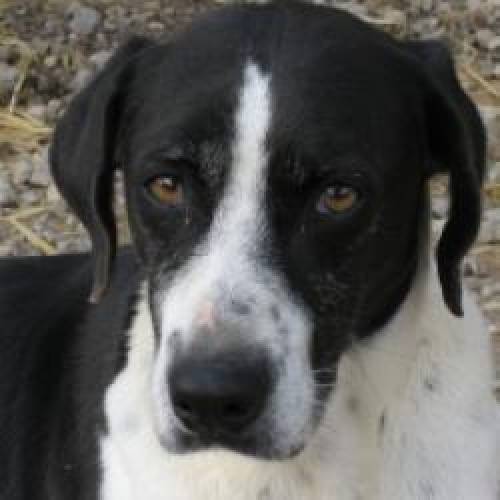 notfall h�ndin ina mit handicaps aus ibiza sucht