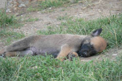 belgische sch�fer welpen malinois