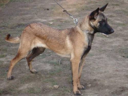 malinois h�ndin monate alt sport oder familienhund