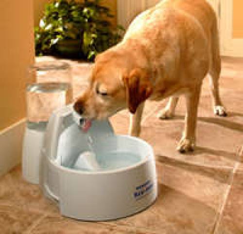 drinkwell big dog fountain