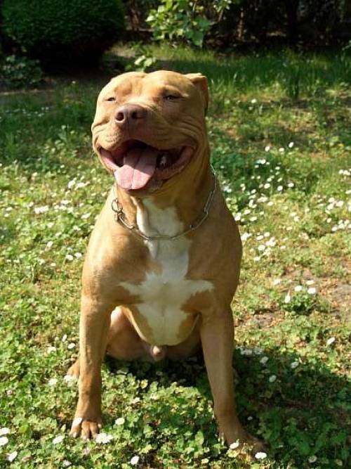 deckrüde american stafford terrier
