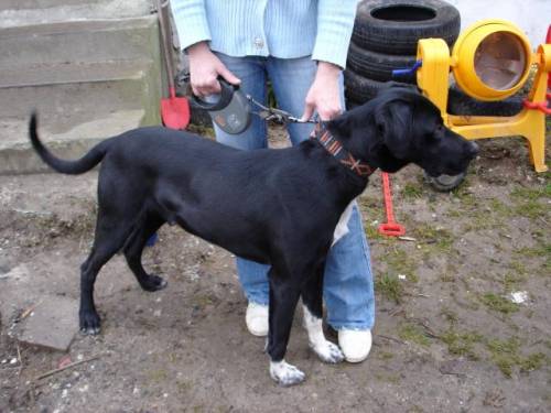 doggenmischling r�de asgard
