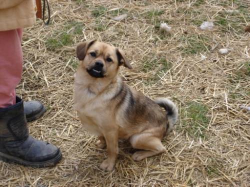 mischlingshund r�de ca jahre jung