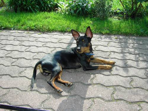 zwergpinscher weibchen zur deckung gesucht