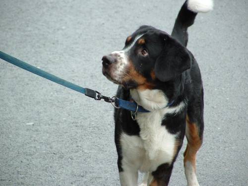 rocky