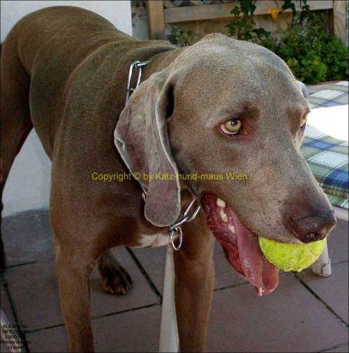 haustierbetreuung katz hund maus gassigehservice f�r wien