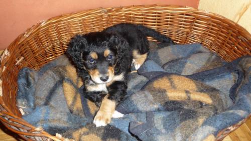 weibl berner sennenhund mix welpe sucht liebevolles zuhause 