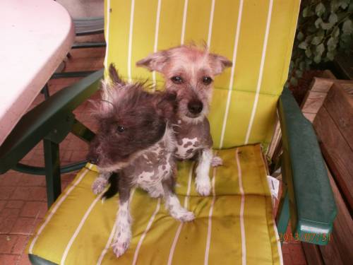 chinese crested welpen zu verkaufen  
