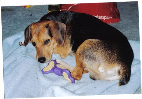 top platz f�r beagle terrier mischling gesucht