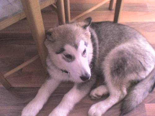 alaskan malamut