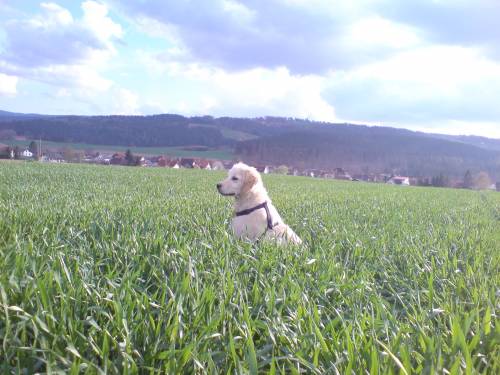 golden welpe mit papier