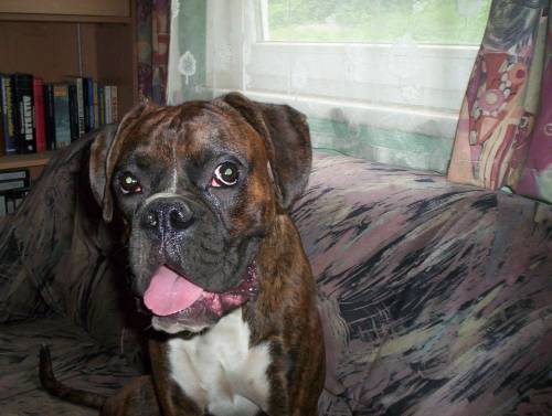 boxer r�de monate alt name knuddi
