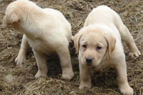 achtung kranker labrador welpe in graz
