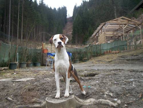 dobermann boxer mix jahre alt