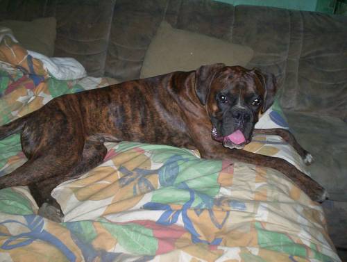  legolas boxer r�de monate alt