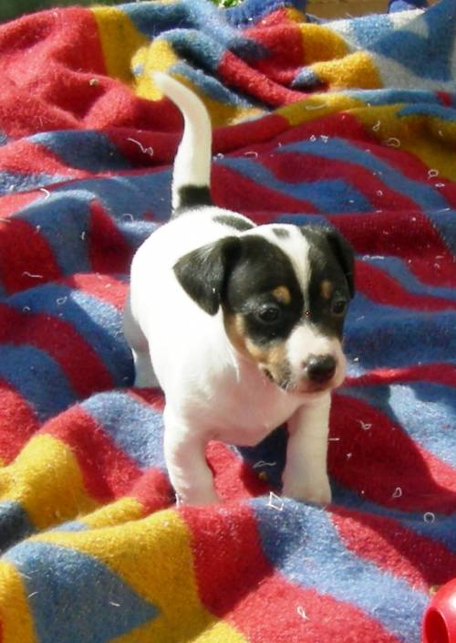jack russell terrier welpen bayern