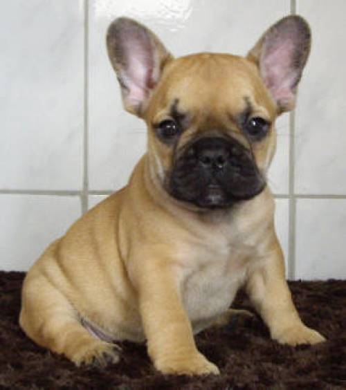 Franzosische Bulldoggen Von Koppas Hof