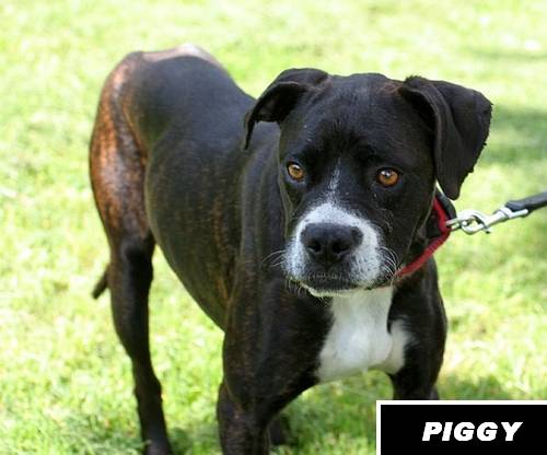piggy �nstliches boxer mix m�dchen ca mon